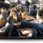 The Sea Lions | Pier 39 Marina